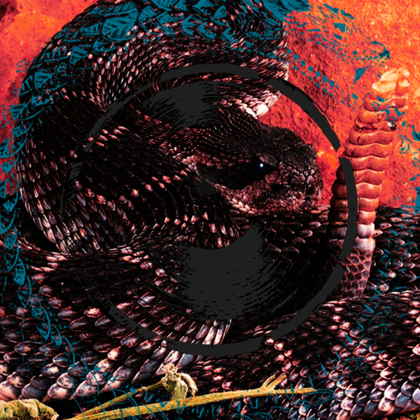 A rattlesnake coils to the sound of tremolo guitar and the ouroboros.