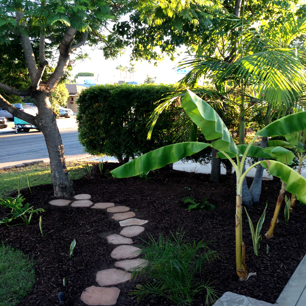 Trees, a hedge, banana plants, palms and stepping stones through a fern garden