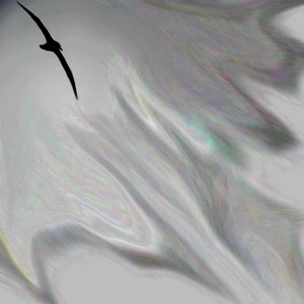 An albatross looms in the sky